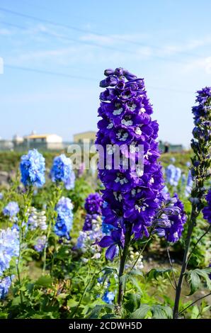 Delphinium Candle Delphinium Italiano Larkspur Tall Larkspur Foto Stock