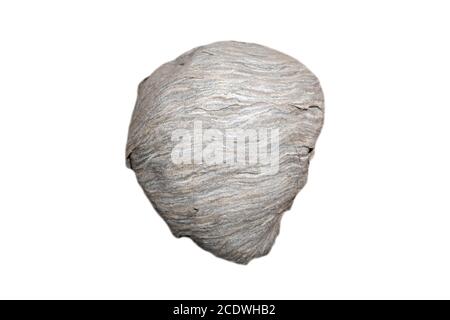 Vespiary isolato su sfondo bianco. Enorme nido di vespe o calabroni isolati. Foto Stock