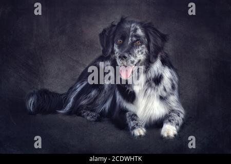 pastore australiano blu merle Foto Stock