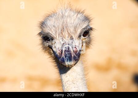 Il capo di un uccello dell'UEM Foto Stock