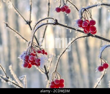 Ramo di viburnum con frutti di bosco rossi ricoperti da vicino Foto Stock