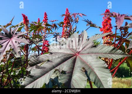 Castor Beans Ricinus communis "Rosso Gigante" Foto Stock