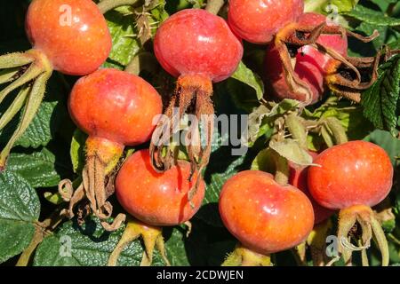 Rosa rugosa anche rofani maturando in frutti di bosco di agosto Foto Stock