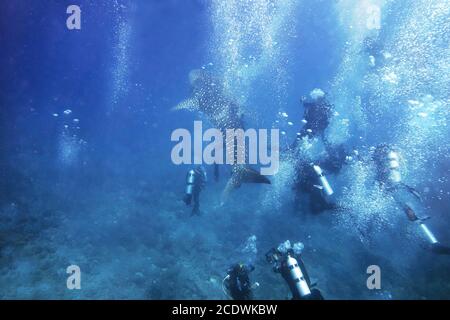 Con l'immersione con gli squali balena nel Maldive. Foto Stock