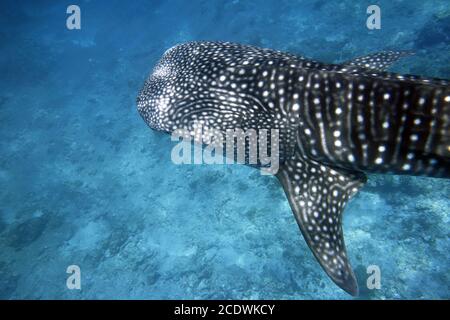 Con lo squalo balena snorkeling nel Maldive. Foto Stock