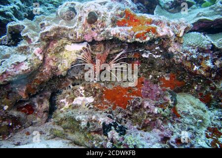 Bellissimo giardino di corallo colorato nelle Maldive con un pesce leone Foto Stock