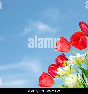 Bella struttura primaverile con bouquet di tulipani rossi e giallo-bianchi su sfondo blu Foto Stock
