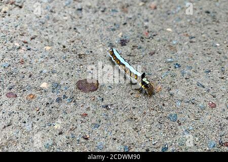 Un colorato caterpillar percorre la strada asfaltata. Insetti selvatici nell'ambiente cittadino Foto Stock