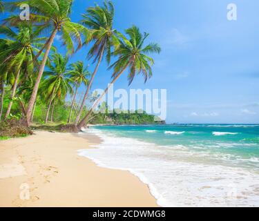 Spiaggia e noce di cocco albero plm, Langob beach, Malapascua island, Cebu Foto Stock