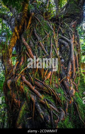 Foresta pluviale della Nuova Zelanda Foto Stock