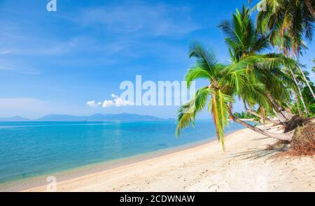Spiaggia e noce di cocco albero plm Foto Stock