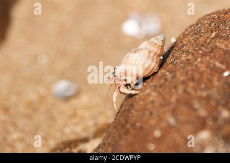 Hermit granchio passeggiate su una roccia Foto Stock