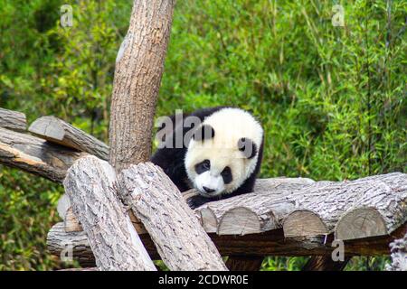 panda giacente su tronchi d'albero Foto Stock