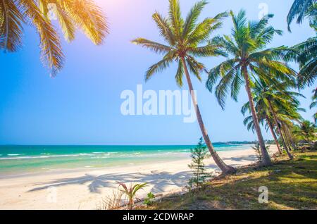 Spiaggia e noce di cocco albero plm Foto Stock