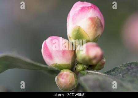 Rosa Camellia gemme oleifera ibrido 'Winters Joy' Theaceae Foto Stock