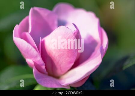 Rosa Camellia oleifera ibrido 'Winters Joy' Theaceae Foto Stock