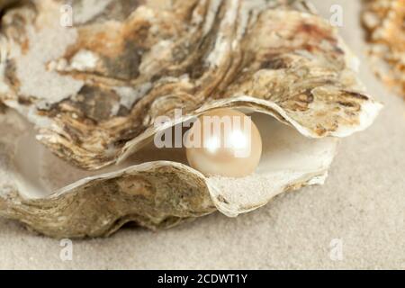 Oyster su una spiaggia di sabbia con una grande perla dentro esso Foto Stock