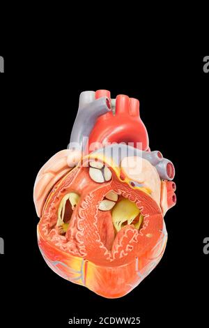 Modello di cuore umano aperto su sfondo nero Foto Stock