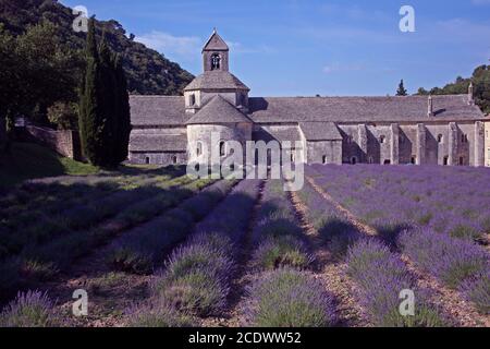 Abbazia di Senanque, Vaucluse, Francia Foto Stock