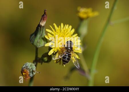 Hoverfly Eristalis nemorum, famiglia Syrphidae su un fiore di un thistle di scrofa (Sonchus) in un giardino olandese. Paesi Bassi settembre Foto Stock