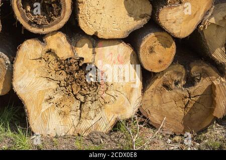 Marciume nucleare su tronchi di alberi segati Foto Stock