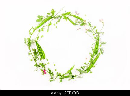 Varie erbe verdi di prato selvatico su sfondo bianco vista dall'alto, disposizione piatta, striscione. Bordo di erbe e fiori di prato luminoso Foto Stock