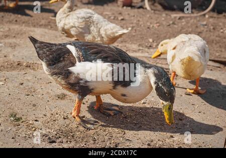 Le anatre domestiche stanno alimentando nel cortile posteriore Foto Stock