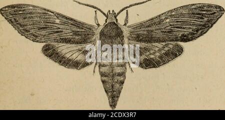 . Relazione annuale dell'Associazione dei coltivatori di frutta dell'Ontario, 1902 . Fig. 84. Ceccopia caterpillar. d. grande caterpillar verde mela, con stipes bianchi obliqui sui lati. Phyphemus Moth (Telea polifemo), e. peloso bruco con lunghi ciuffi neri sopra la testa e la coda. Tussock Moth (Orgia leucostigma)./. Grande bruco verde con corno rosso-marrone alla coda e sette oblichestripi su ciascun lato. Sphinx di Apple (Sphinx gor-dius). Fig. 85.. Foto Stock