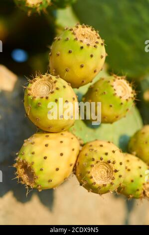 Gruppo di frutti di tonno di pera di ceci (Opuntia ficus-indica, Cactaceae) a Maiorca (Isole Baleari, Spagna). chumbera, cactus fruit, higo chumbo, nopal Foto Stock