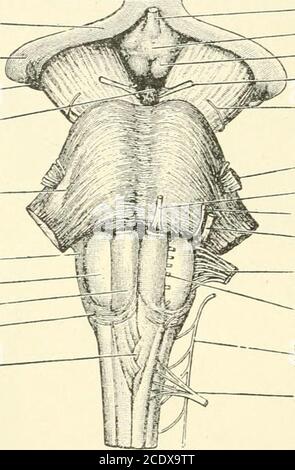 . Il manuale di fisiologia di Kirkes è costituito dalle fibre che nella parte anteriore 536 LA colonna DEL SISTEMA NERVOSO della corda è nota come tratto piramidale diretto o non incrociato. Questi due filamenti piramidali di fibre sono quelli che degenerano dopo le lesioniche delle parti del cerebro note come le aree motore della corteccia. Si possono quindi rintracciare verso il basso dopo lesioni quali tratti di degenerazione, che sono le fibre discendenti di comunicazione tra le cellule cerebrali della corteccia e i diversi segmenti del midollo spinale. I confini esterni delle piramidi anteriori di Foto Stock