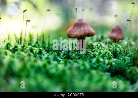 Funghi marroni nei boschi. Magica foresta guardare sottobosco Foto Stock