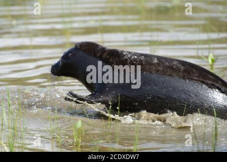 Giovane foca adoga inanellata nel lago Ladoga, isola di Valaam, Russia Foto Stock