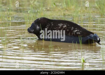 Giovane foca adoga inanellata nel lago Ladoga, isola di Valaam, Russia Foto Stock