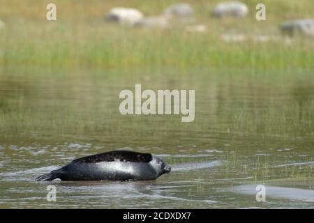 Giovane foca adoga inanellata nel lago Ladoga, isola di Valaam, Russia Foto Stock