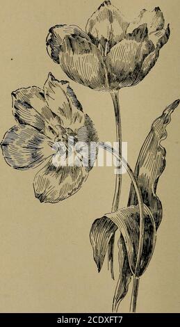 . Manuale di giardinaggio; una guida pratica alla realizzazione di terreni domestici e la crescita di fiori, frutta, e verdure per uso domestico. Ng le foglie, e l'embrione stelo che giace nel center.Bulbs sono piante condensate in deposito. Il tubero, invece, è un corpo solido, con gemme che ne derivano. Alcuni tubererappresentano i gambi addensati, come la patata irlandese, e alcune radici dense, come probabilmente la patata dolce, e alcune radici sia di gambo, come la rapa, la pastinaca, e la barbabietola. Alcuni tuberi hanno un aspetto veribulbo, come i cormi del croco e del gladiolo. Utilizzando la parola bulbo nel giardiniere Foto Stock