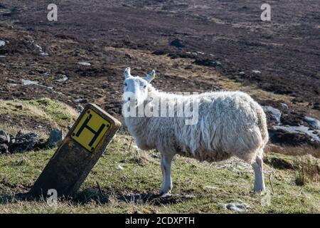 Pecora da un posto idrante di acqua sulla costa di L'Isola di Skye Foto Stock