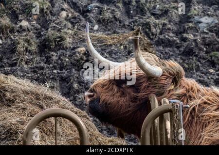 Una mucca nell'isola di Skye, Hebrides, Scozia Foto Stock