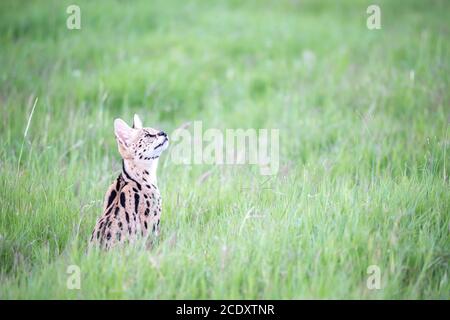 Gatto servale nella prateria della savana in Kenya Foto Stock