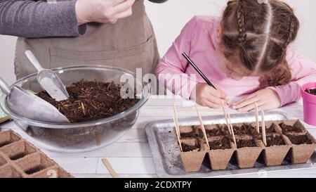 Bambina che aiuta a piantare semi di erbe in piccoli contenitori per un progetto homeschool. Foto Stock