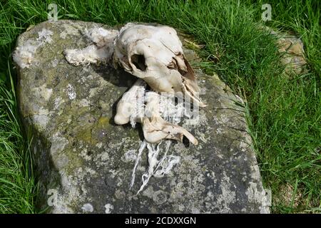 Cranio e lana di pecora morta su una roccia con fondo erboso. Preso in situ nel campo dell'agricoltore. Foto Stock