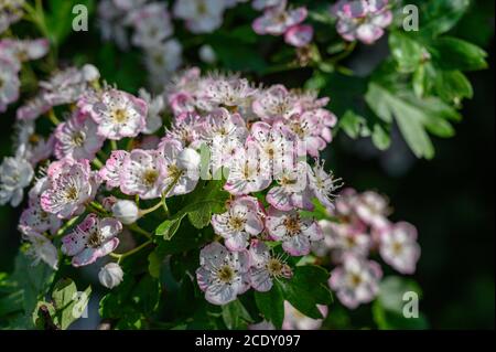 Fiore di biancospino lungo la East Lancs Road, A580, durante Lockdown Foto Stock