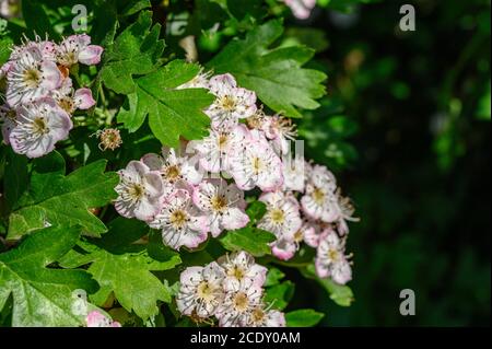 Fiore di biancospino lungo la East Lancs Road, A580, durante Lockdown Foto Stock