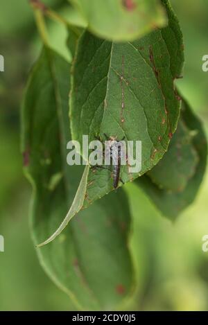 Un Machimus Robber-fly con preda Foto Stock