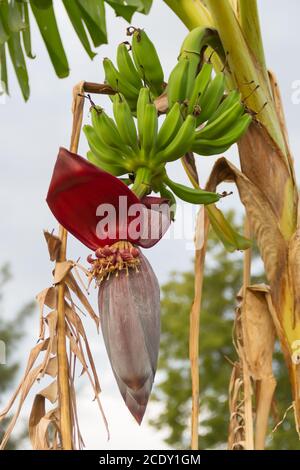 Banane verdi nel giardino biologico impianto Foto Stock