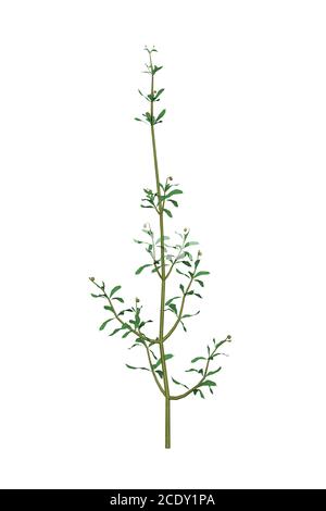 Scissione (Galium aparina) - usato nella medicina tradizionale per trattare le malattie del sistemi diuretici e linfatici e come disintossicante - isolati su wi Foto Stock