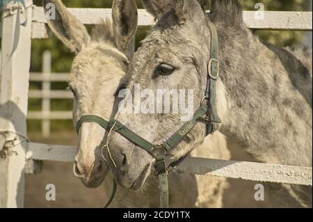 Due asini in un allevamento Foto Stock