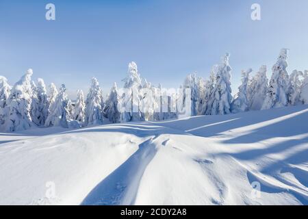 Alberi di abete rosso coperti di neve bianca. Paesaggio bosco invernale in fredda giornata di sole. Foto Stock