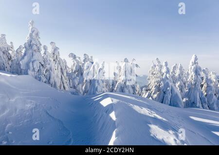 Alberi di abete rosso coperti di neve bianca. Paesaggio bosco invernale in fredda giornata di sole. Foto Stock