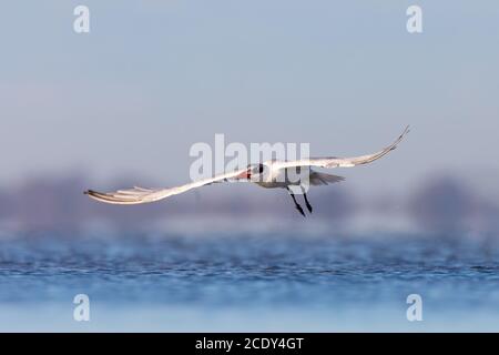 Una Tern Caspian (Hydroprogne caspia) che vola basso su acque blu poco profonde con ali distese. Foto Stock