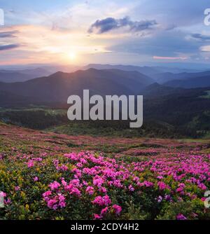 I prati sono ricoperti da fiori rosa rododendri. Incredibile giorno di primavera. Scenario dell'alba sulle alte montagne. Bella carta da parati naturale indietro Foto Stock